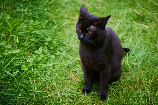 Chat Noir Dans Prairie Herbe Verte — Photo