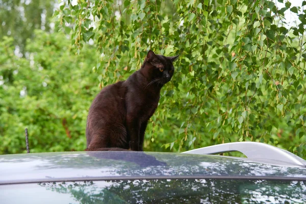Black Cat Outdoors Car Roof — Stock Photo, Image