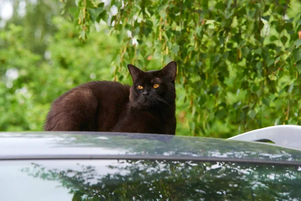 Черный Кот Крыше Автомобиля — стоковое фото