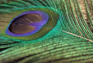 Tavuskuşu tüyü yakın plan. Seçici odaklanma. Tüy arkaplanı.