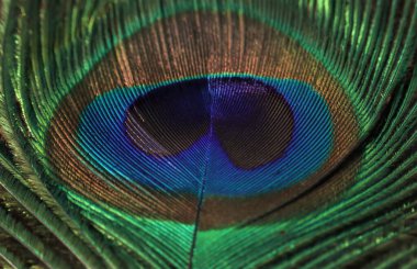 Tavuskuşu tüyü yakın plan. Seçici odaklanma. Tüy arkaplanı.