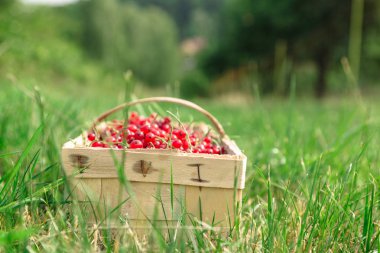 Ahşap sepet sulu kırmızı kuş üzümü tam