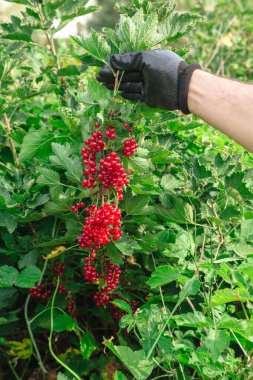 Adam bir sürü kırmızı kuş üzümü yaz aylarında tutar.