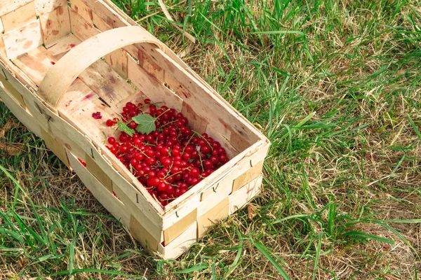 Panier en bois est à moitié plein de groseilles rouges — Photo