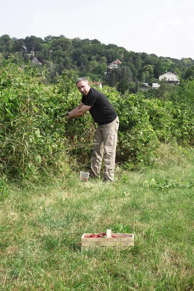 Man picks up juicy red currants in the garden