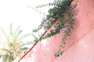 Onun üstüne çiçek sarmaşık ile eski taş duvar