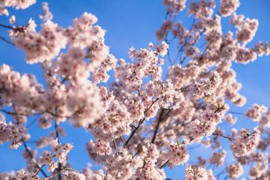 Güzel kiraz çiçeği sakura ağacı bahar zamanı
