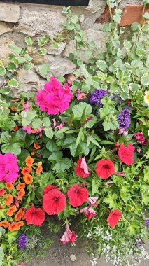 Renkli yaz çiçekleri kırsal taştan bir duvarda çiçek açıyor. Doğal güzellik kavramı, bahçe hayatı ve mevsimsel çiçek bolluğu.