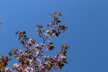 Pembe ve kırmızı gül goncası. Yakından çekilmiş üç çiçek. Renk olarak. Arka planda mavi gökyüzü. Geleneksel şirin Japon bahar çiçekleri Helsinki kiraz parkında (kirsikkapuisto).