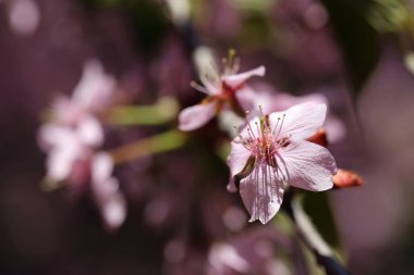 Pembe ve kırmızı gül goncası. Yakından çekilmiş üç çiçek. Renk olarak. Arka planda mavi gökyüzü. Geleneksel şirin Japon bahar çiçekleri Helsinki kiraz parkında (kirsikkapuisto).
