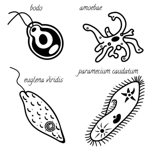 Un conjunto de organismos simples ameba, euglena, Bodo, infusoria . — Vector de stock