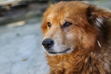 Yakından melez bir köpeğin portresi. 