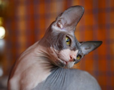 Cins Sphynx Closeup Kedi kamera bakıyor 