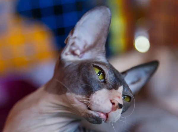 Primo piano Gatto di razza Sphynx Guardando in macchina fotografica — Foto Stock