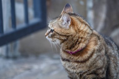 Sokakta güzel bir kedi