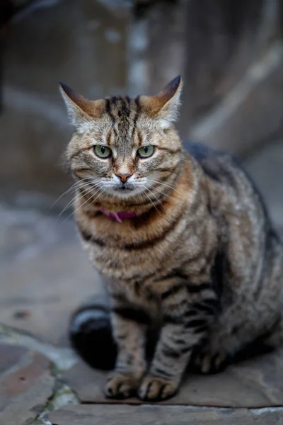 Bellissimo gatto in strada — Foto Stock