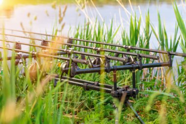 Sazan oltaları. Gölde balık avı..