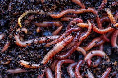 Toprak, arka plan balıkçılık için birçok yaşayan solucanları