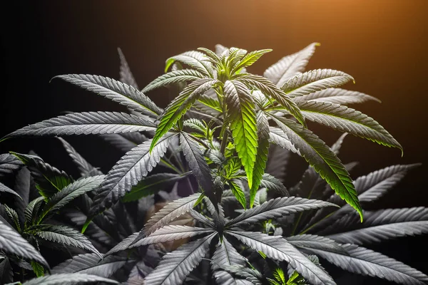 Ot ve yapraklı olgun marihuana bitkisi. Kapalı bir kenevir çiftliğinde marihuana bitkisi dokusu. Kapalı alanda marihuana yetiştirme kavramı. Eğlence amaçlı marihuana.