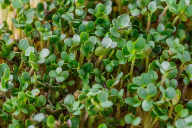 Genç bitkileri dikmek için plastik tepsilerdeki mikroyeşil. Mikroyeşil, taze sebze yeşilidir veya lahanalardır. Kaliteli organik bitkilerden filizlenen çiğ canlı lahanalardır..