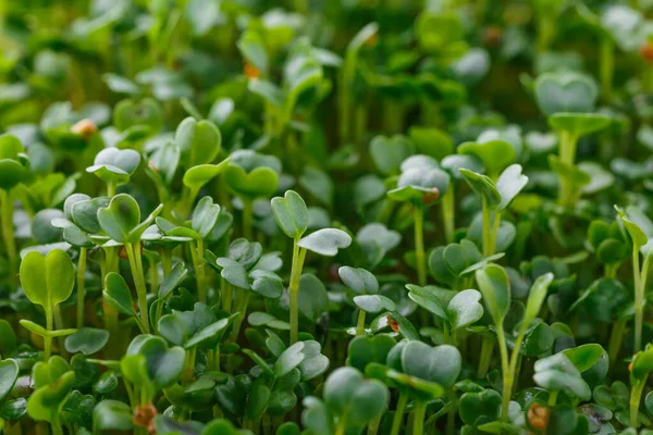 Microgreen Plastic Trays Planting Young Plants Microgreen Young Vegetable Green — Stock Photo, Image