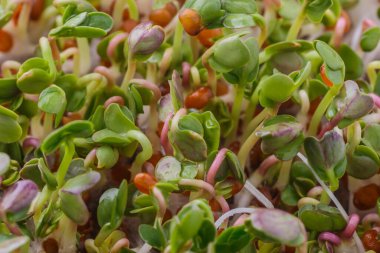 Genç bitkileri dikmek için plastik tepsilerdeki mikroyeşil. Mikroyeşil, taze sebze yeşilidir veya lahanalardır. Kaliteli organik bitkilerden filizlenen çiğ canlı lahanalardır..