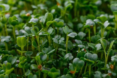 Genç bitkileri dikmek için plastik tepsilerdeki mikroyeşil. Mikroyeşil, taze sebze yeşilidir veya lahanalardır. Kaliteli organik bitkilerden filizlenen çiğ canlı lahanalardır..