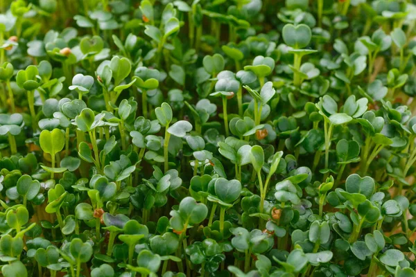 Mikrozielony Plastikowych Tacach Sadzenia Młodych Roślin Mikrozielone Młode Warzywa Zielone — Zdjęcie stockowe