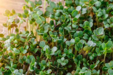 Genç bitkileri dikmek için plastik tepsilerdeki mikroyeşil. Mikroyeşil, taze sebze yeşilidir veya lahanalardır. Kaliteli organik bitkilerden filizlenen çiğ canlı lahanalardır..