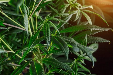 Ot ve yapraklı olgun marihuana bitkisi. Kapalı bir kenevir çiftliğinde marihuana bitkisi dokusu. Kapalı alanda marihuana yetiştirme kavramı. Eğlence amaçlı marihuana.