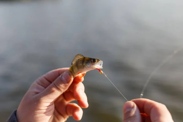 Freshly Catturati Basso Europeo Pescatore Catturato Bass Bass Hand Fishing — Foto Stock