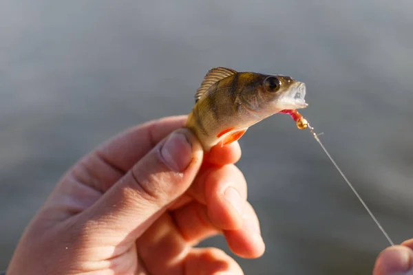 Fraîchement Attrapé Basse Européenne Pêcheur Pris Bass Bass Main Fond — Photo