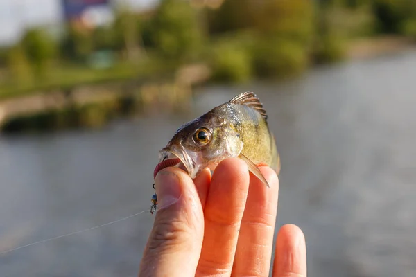 Freshly Catturati Basso Europeo Pescatore Catturato Bass Bass Hand Fishing — Foto Stock