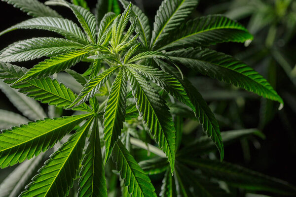 Зрелое растение марихуаны с бутоном и листьями. Марихуана растительной текстуры на крытый конопли farm.The концепции в помещении растут марихуаны. марихуана в рекреационных целях.