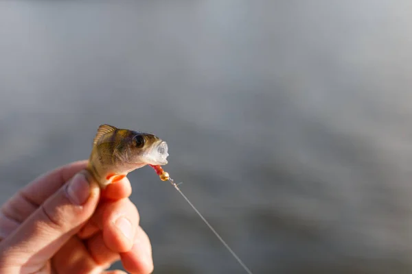 Freshly Catturati Basso Europeo Pescatore Catturato Bass Bass Hand Fishing — Foto Stock