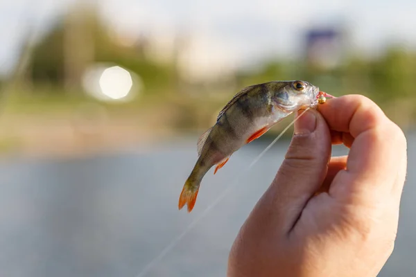 Freshly Catturati Basso Europeo Pescatore Catturato Bass Bass Hand Fishing — Foto Stock