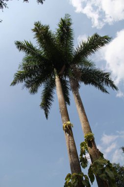 Mavi gökyüzünde palmiye ağacı