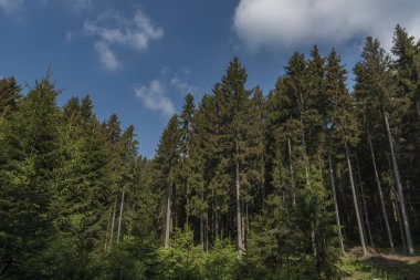 Orman Haj u Ase hill bahar güzel sabah yakınındaki