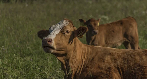 Коровы Коричневой Головой Зеленом Лугу Крконосских Горах — стоковое фото