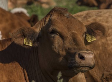 Kahverengi Krkonose dağlar yeşil çayır kafasına ile inek