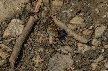 Bahar güneşli gün yakın Roprachtice köyü küçük dere kelebek