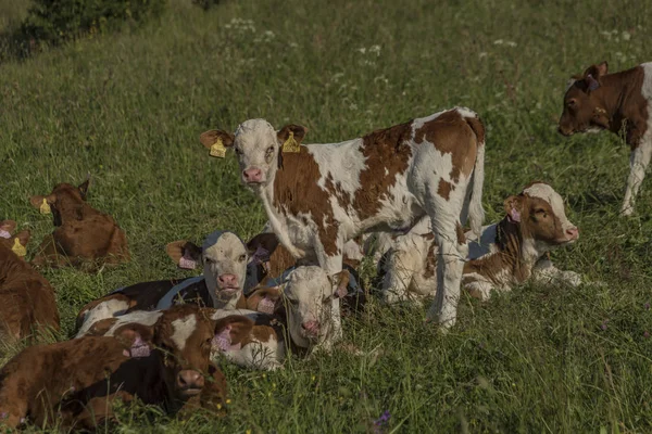 Vacas Con Cabeza Marrón Prado Verde Las Montañas Krkonose — Foto de Stock