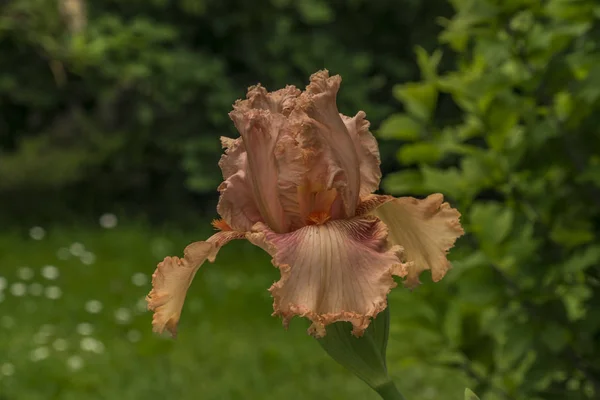 Iris Flor Con Fondo Verde Prado Día Primavera —  Fotos de Stock