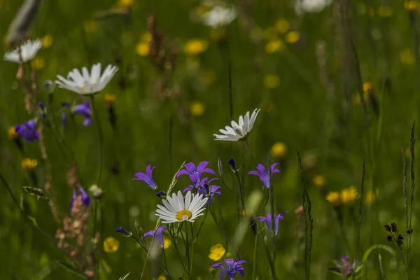Prairie Printemps Avec Des Fleurs Dans Nord Bohême — Photo