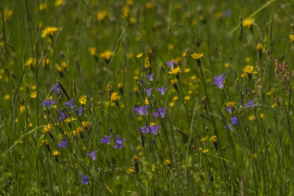 Prairie Printemps Avec Des Fleurs Dans Nord Bohême — Photo