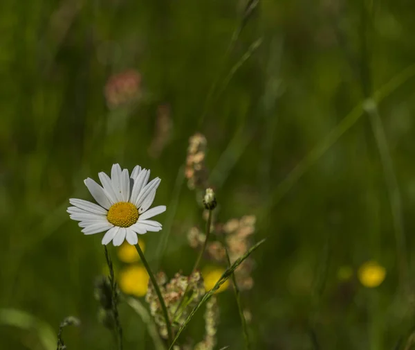 Prairie Printemps Avec Des Fleurs Dans Nord Bohême — Photo