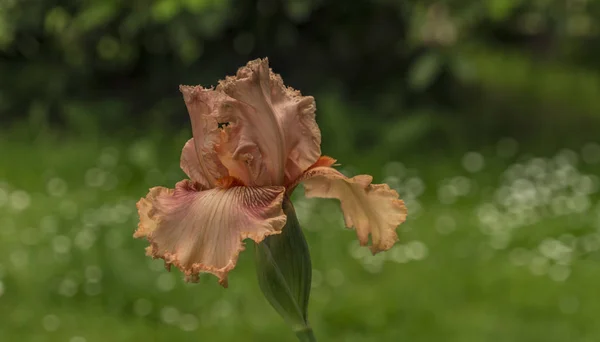 Iris Fleur Avec Fond Vert Prairie Dans Jour Printemps — Photo