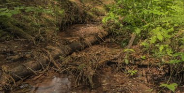 Yaz Krkonose dağlarda Bradlecka Lhota village yakınındaki küçük dere