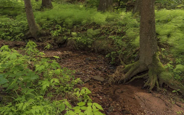 Piccolo Torrente Vicino Villaggio Bradlecka Lhota Estate Krkonose Montagne — Foto Stock