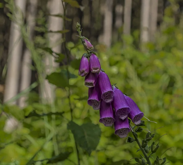 Foxglove Digitalis Flor Dia Verão Montanhas Krkonose — Fotografia de Stock